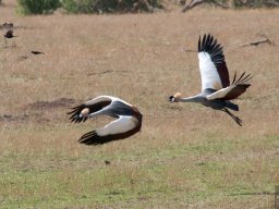 Western_Corridor2009-98